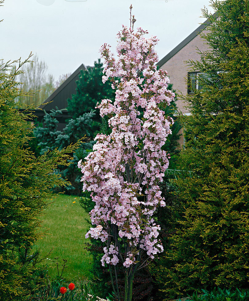Prunus serr. Amanogawa 180-200cm 10lt